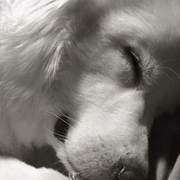 Great Pyrenees Puppies from Dancing Cloud Great Pyrenees