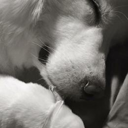 Great Pyrenees Puppies from Dancing Cloud Great Pyrenees