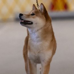 Tricky - Shiba Inu