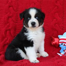Banner - Black tri-color male Australian Shepherd puppy in Smicksburg, Pennsylvania from Zaneca Aussies
