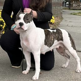 River - American Staffordshire Terrier