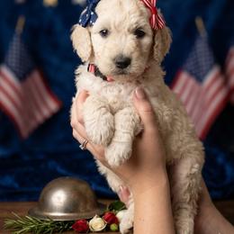 Mei-Mei - Cream female Goldendoodle puppy in Clifton, Arizona from Denim & Doodles