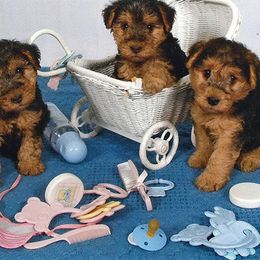 Lakeland Terriers from Hollybriar