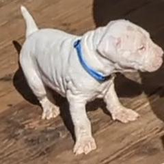 Boy 2 - Dogo Argentino puppy in Pueblo, Colorado from Palace Guard Dogos
