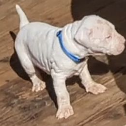 Boy 2 - Dogo Argentino puppy in Pueblo, Colorado from Palace Guard Dogos