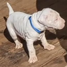 Boy 2 - Dogo Argentino puppy in Pueblo, Colorado from Palace Guard Dogos