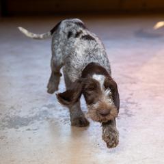 Spinone Italiano Puppies from Millers Point Versatile Gun Dogs