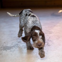 Spinone Italiano Puppies from Millers Point Versatile Gun Dogs