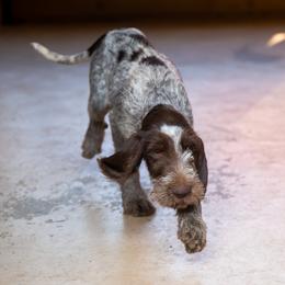 Spinone Italiano Puppies from Millers Point Versatile Gun Dogs