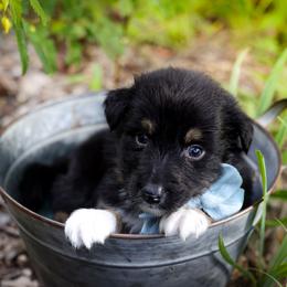 Sleepy - Black tri-color male Australian Shepherd puppy in Georgetown, Texas from River Reign Australian Shepherds