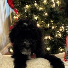 Boy 1 - Black male Goldendoodle puppy in West Frankfort, Illinois from Griffinstead Doodles