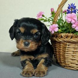 Morrigan - Black and tan female Cavalier King Charles Spaniel puppy in Oklahoma from Rocky Oak Cavaliers & Biewer Terriers LLC
