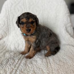 Ray - Merle male Bernedoodle puppy in Loxahatchee, Florida from SR. Doodle pupps