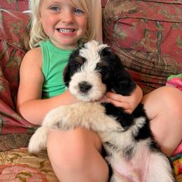 Fred - Tri-color male Bernedoodle puppy in Portland, Oregon from Sandy Creek Bernedoodles