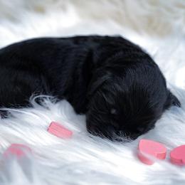 Ares - Phantom male Goldendoodle puppy in Portsmouth, Virginia from Hopping Howlers Ranch