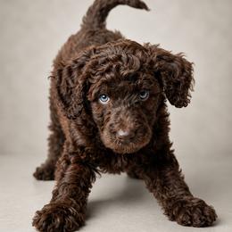 Garrick - Brindle male Poodle puppy in Spring Hill, Florida from Lecanto Puppy