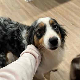 Echo - Blue merle female Australian Shepherd puppy in Richmond, Texas from Big Zen Aussies
