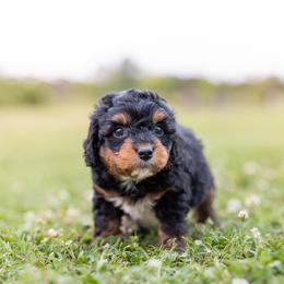 Curly - Black tri-color male Aussiedoodle puppy in Yantis, Texas from Marie Mini Aussies