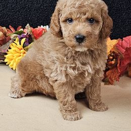 Forrest - Red  male Goldendoodle puppy in Norton, Ohio from Keepsake Doodles