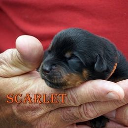 1st Pick Female - Black and mahogany female Rottweiler puppy in Frazeysburg, Ohio from Mountain High Kennels