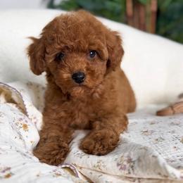 Freddie - Red  male Poodle puppy in North Port, Florida from Noble Pets