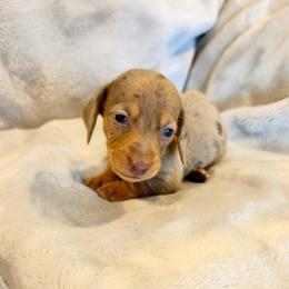 AKC Chip - Dapple male Dachshund puppy in Laveen, Arizona from Acosta Kennel