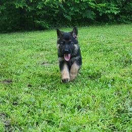 Boy 7 - male German Shepherd puppy in White Cloud, Michigan from Von WestLynn German Shepherds