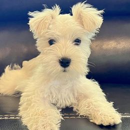 Miniature Schnauzers from Mini Schnauzers of Choctaw Creek