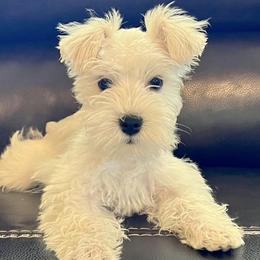 Miniature Schnauzers from Mini Schnauzers of Choctaw Creek