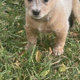 Scone - Red speckled male Australian Cattle Dog puppy in Billings, Montana from Sugarloaf French bulldogs and Australian cattle dogs