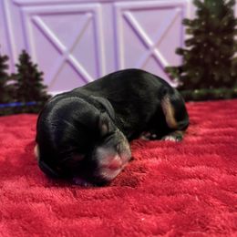 Black and Tan girl - Black and tan female Cavalier King Charles Spaniel puppy in Choctaw, Oklahoma from Dandelions and Kings
