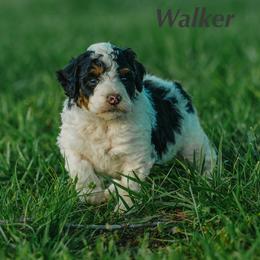 Walker - Black and white male Bernedoodle puppy in Stuart, Oklahoma from G Ridge Kennels
