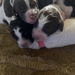 Aussiedoodle Puppies from Deason Doodles
