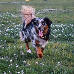 Analie - Miniature American Shepherd