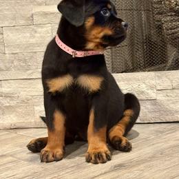 Rottweiler Puppies from Von MK Rottweilers