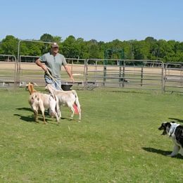 Nunu - Australian Shepherd