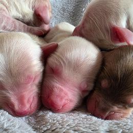 Baby boy Red heart 4250 - Cream male Dachshund puppy in Lexington, Oklahoma from Long Doggy Acres Miniature Dachshunds