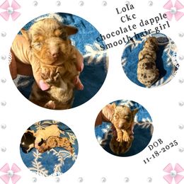 Lola - Dapple female Dachshund puppy in Whitesboro, Texas from Joanie's Tickled Pink Puppies