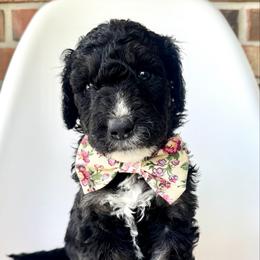 Skipper - Phantom male Bernedoodle puppy in Pulaski, Tennessee from Doodle My Heart
