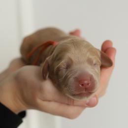 Orange - Caramel male Australian Labradoodle puppy in Williamstown, New York from Lewis Manor Labradoodles