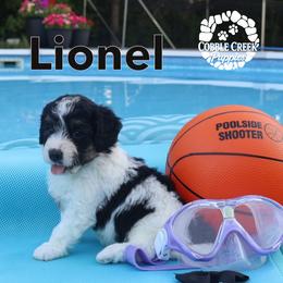 Lionel - Black and white male Bernedoodle puppy in Heyworth, Illinois from Cobble Creek Puppies