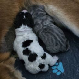 Chinese Shar-Pei puppies from Joplin's Hippo House