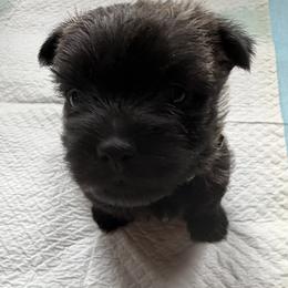 Boy 2 - male Cairn Terrier puppy in Terrebonne, Oregon from Central Oregon Cairn Terriers
