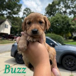 Buzz - Golden male Golden Retriever puppy in Simpsonville, South Carolina from Upstate Revival Retrievers