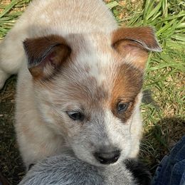 Girl 1 - Red mottled female Australian Cattle Dog puppy in Pryor, Oklahoma from Branded Outlaw Cattle Dogs