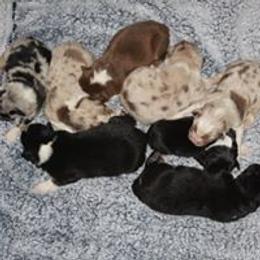 Australian Shepherd Puppies from CK Aussies