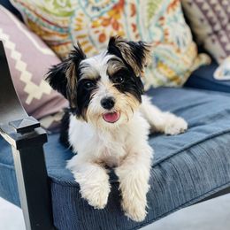 Finley - Yorkshire Terrier