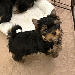 Pollock - Blue and gold male Yorkshire Terrier puppy in Portland, Oregon from Bohemian Beauty Yorkshire Terrier