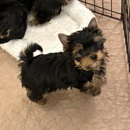 Pollock - Blue and gold male Yorkshire Terrier puppy in Portland, Oregon from Bohemian Beauty Yorkshire Terrier