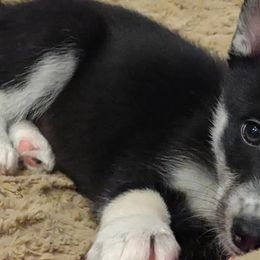 Pomskies from Kennedy's Pomskies